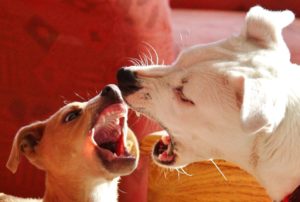 Counseling on pixabay -- https://pixabay.com/en/dogs-dominance-behavior-dog-bite-567257/